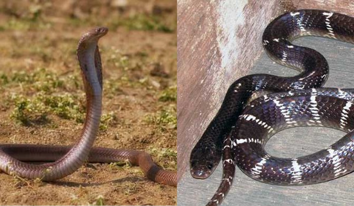 Dangerous Snakes Of India : ये हैं भारत के 6 सबसे घातक और जहरीले सांप