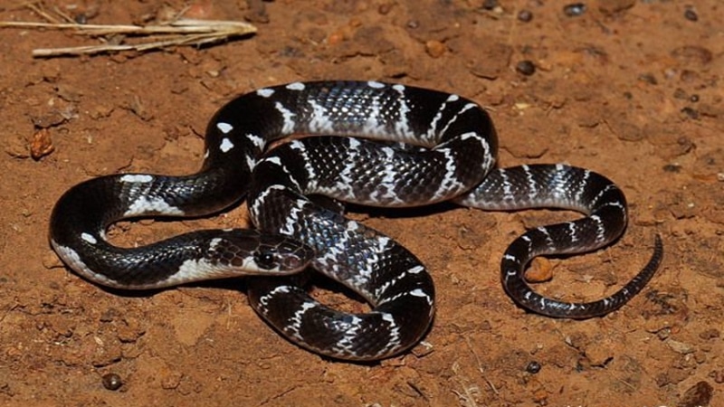 Dangerous Snakes Of India 