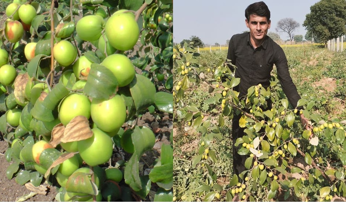 परंपरागत खेती छोड़ इस युवक ने की थाई एप्पल की खेती, अब कर रहा है लाखों की कमाई