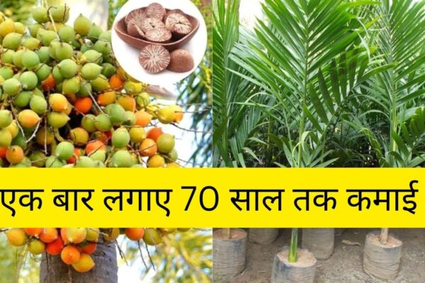 business-idea-arecanut-business-how-to-start-betel-nut-farming-benefits-supari-ki-kheti
